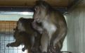 Foto: Animal Defenders International