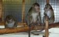 Foto: Animal Defenders International