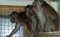 Foto: Animal Defenders International
