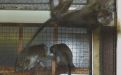 Foto: Animal Defenders International