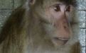Foto: Animal Defenders International