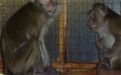 Foto: Animal Defenders International