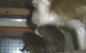 Foto: Animal Defenders International