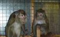 Foto: Animal Defenders International