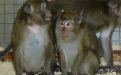 Foto: Animal Defenders International