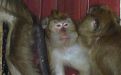 Foto: Animal Defenders International