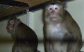 Foto: Animal Defenders International