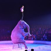 Elefant på cirkus.